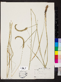 Ctenium aromaticum image