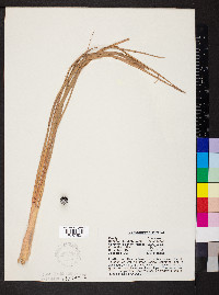 Cymbopogon citratus image