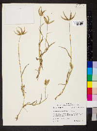 Dactyloctenium aegyptium image