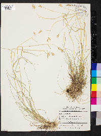 Danthonia californica image