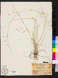 Danthonia compressa image