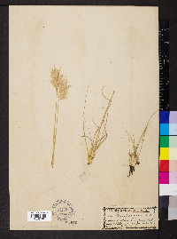 Danthonia sericea image