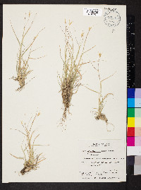 Danthonia unispicata image