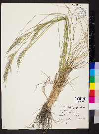 Danthonia caespitosa image