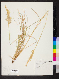 Danthonia caespitosa image