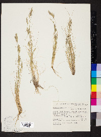 Rytidosperma geniculatum image