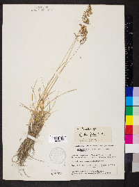 Deschampsia brevifolia image