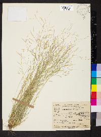 Deschampsia danthonioides image