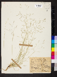 Deschampsia danthonioides image