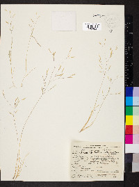 Deschampsia danthonioides image