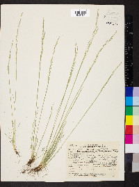 Deschampsia elongata image