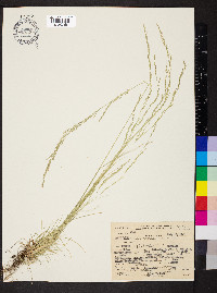 Deschampsia elongata image