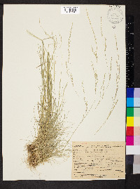 Deschampsia elongata image