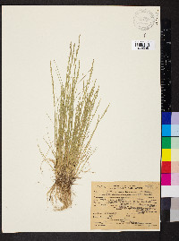 Deschampsia elongata image