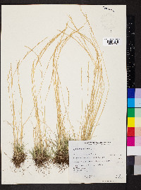 Deschampsia elongata image