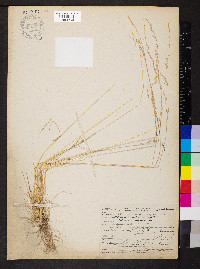 Deschampsia elongata image