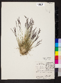 Deschampsia elongata image