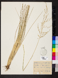 Deschampsia cespitosa subsp. paludosa image