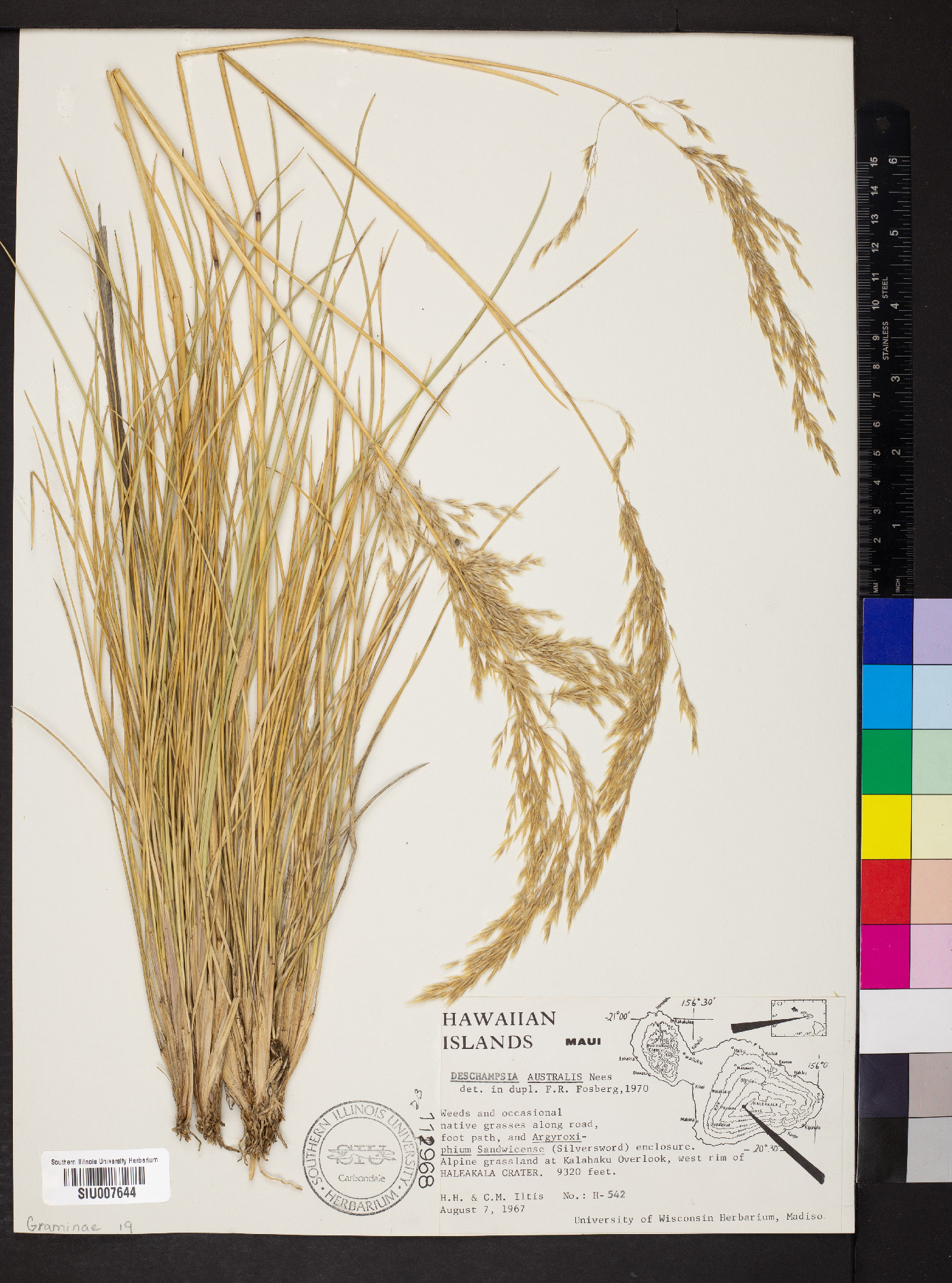 Deschampsia nubigena image