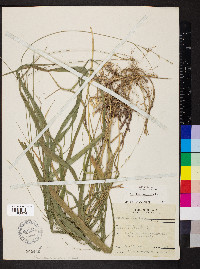 Diarrhena americana image