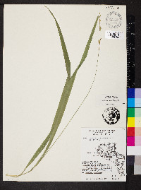 Diarrhena americana image