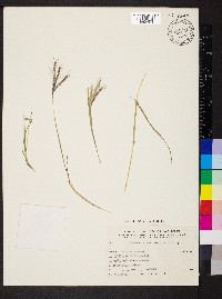 Dichanthium annulatum image