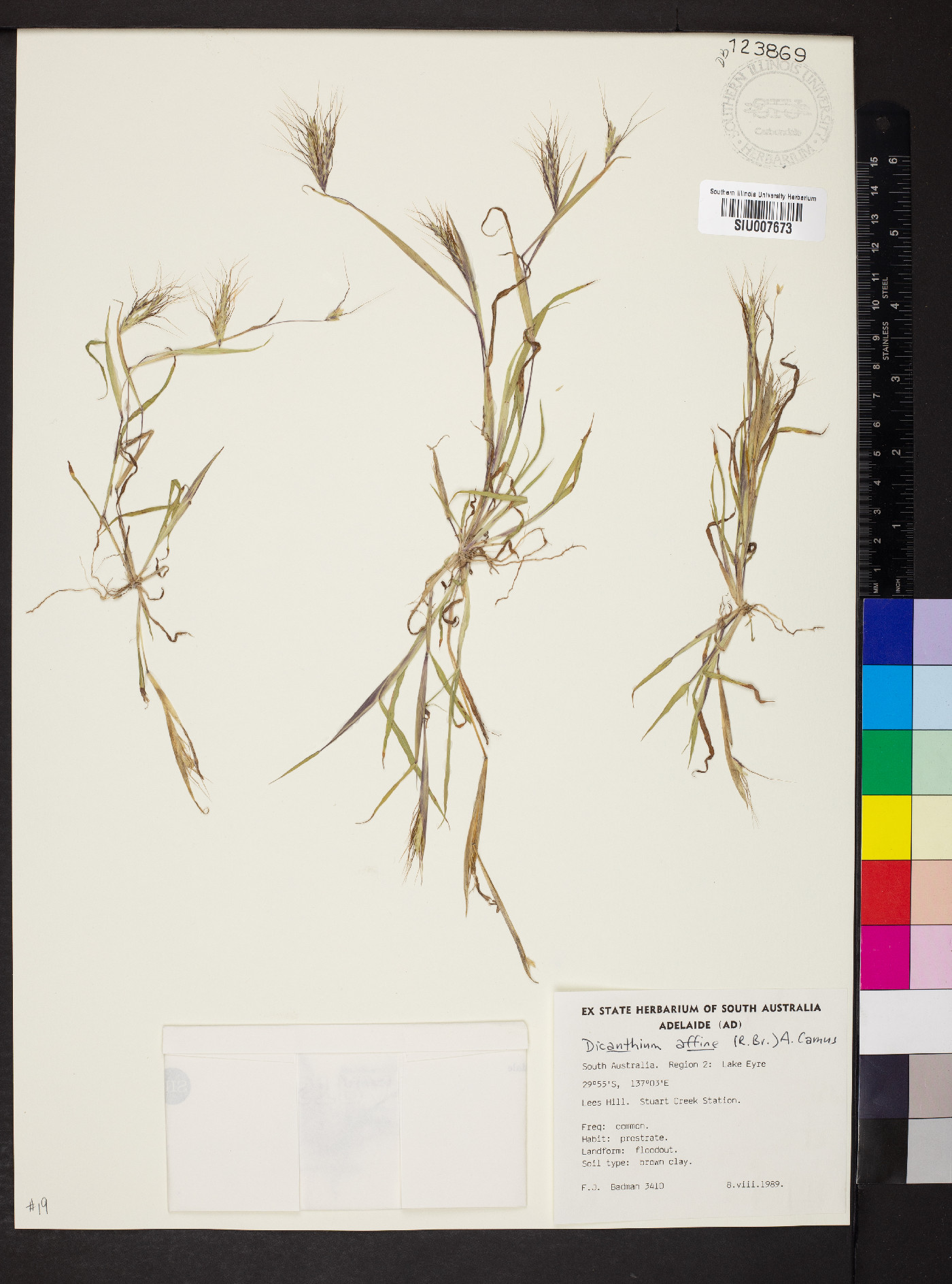 Dichanthium sericeum subsp. humilius image