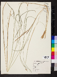 Deschampsia elongata image