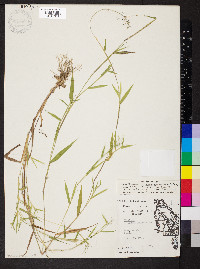 Dichanthelium acuminatum subsp. lindheimeri image