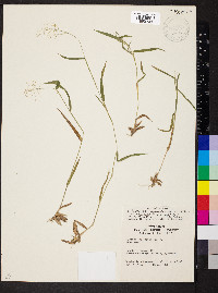 Dichanthelium acuminatum subsp. implicatum image