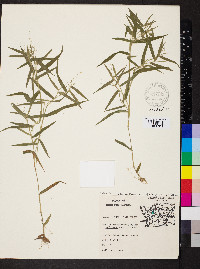 Dichanthelium acuminatum subsp. implicatum image