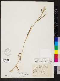 Dichanthelium acuminatum subsp. implicatum image