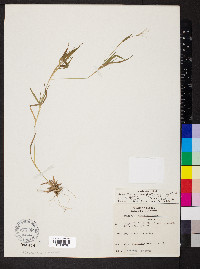 Dichanthelium acuminatum subsp. implicatum image