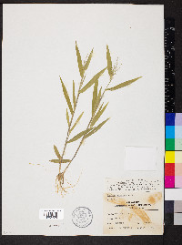 Dichanthelium acuminatum subsp. implicatum image