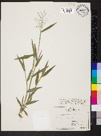 Dichanthelium acuminatum subsp. implicatum image
