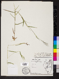 Dichanthelium acuminatum subsp. implicatum image