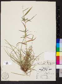 Dichanthelium acuminatum subsp. implicatum image