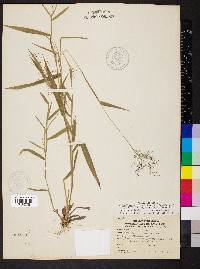 Dichanthelium acuminatum subsp. implicatum image