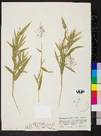 Dichanthelium acuminatum subsp. implicatum image