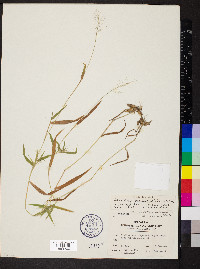 Dichanthelium acuminatum subsp. implicatum image