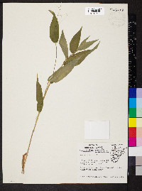 Dichanthelium boscii image