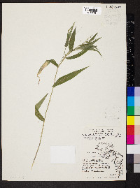 Dichanthelium boscii image