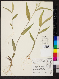 Dichanthelium boscii image
