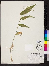 Dichanthelium boscii image