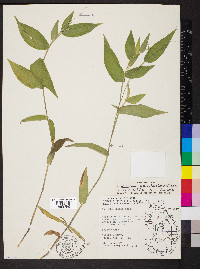 Dichanthelium boscii image