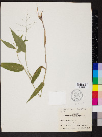 Dichanthelium boscii image