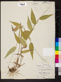 Dichanthelium boscii image
