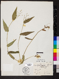 Dichanthelium boscii image