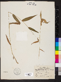 Dichanthelium boscii image