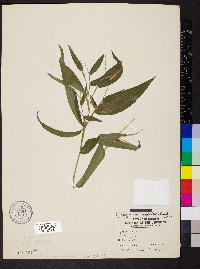 Dichanthelium boscii image
